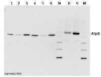 AtpB | Beta subunit of ATP synthase (chloroplastic + mitochondrial) (rabbit antibodies) in the group Antibodies Plant/Algal / Global Antibodies at Agrisera AB (Antibodies for research) (AS05 085)